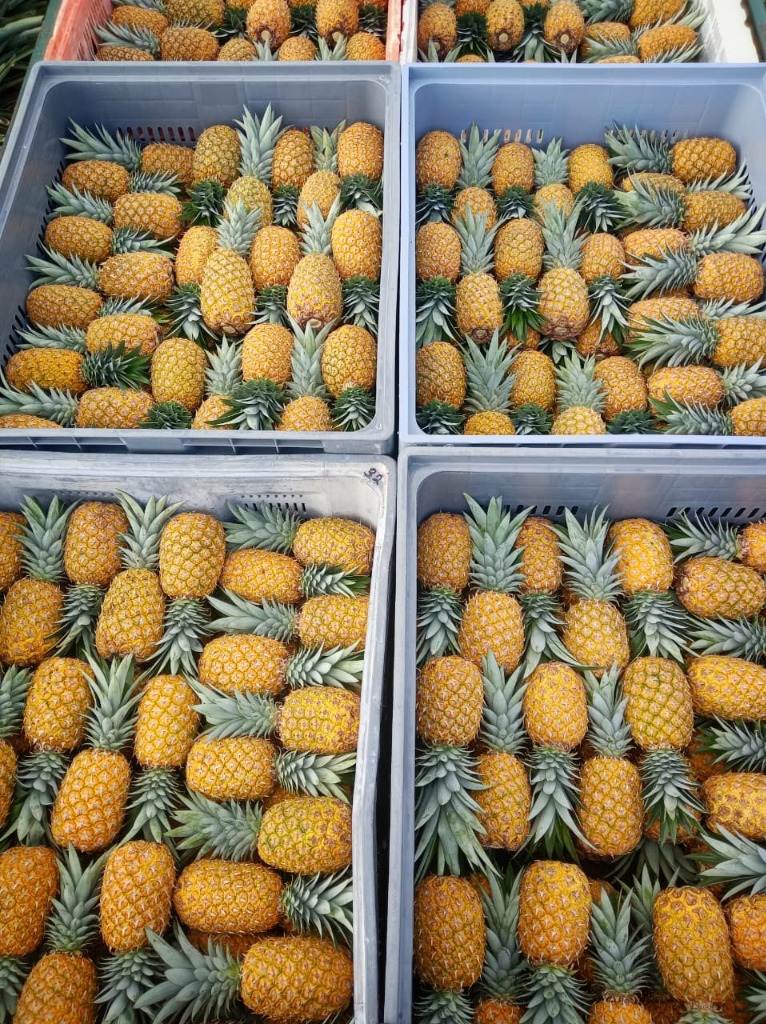 Cajas de piña fresca