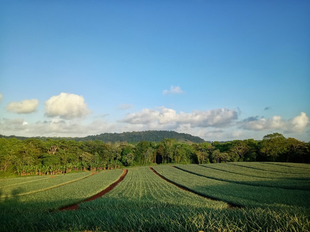 Campos de cultivo panorámicos