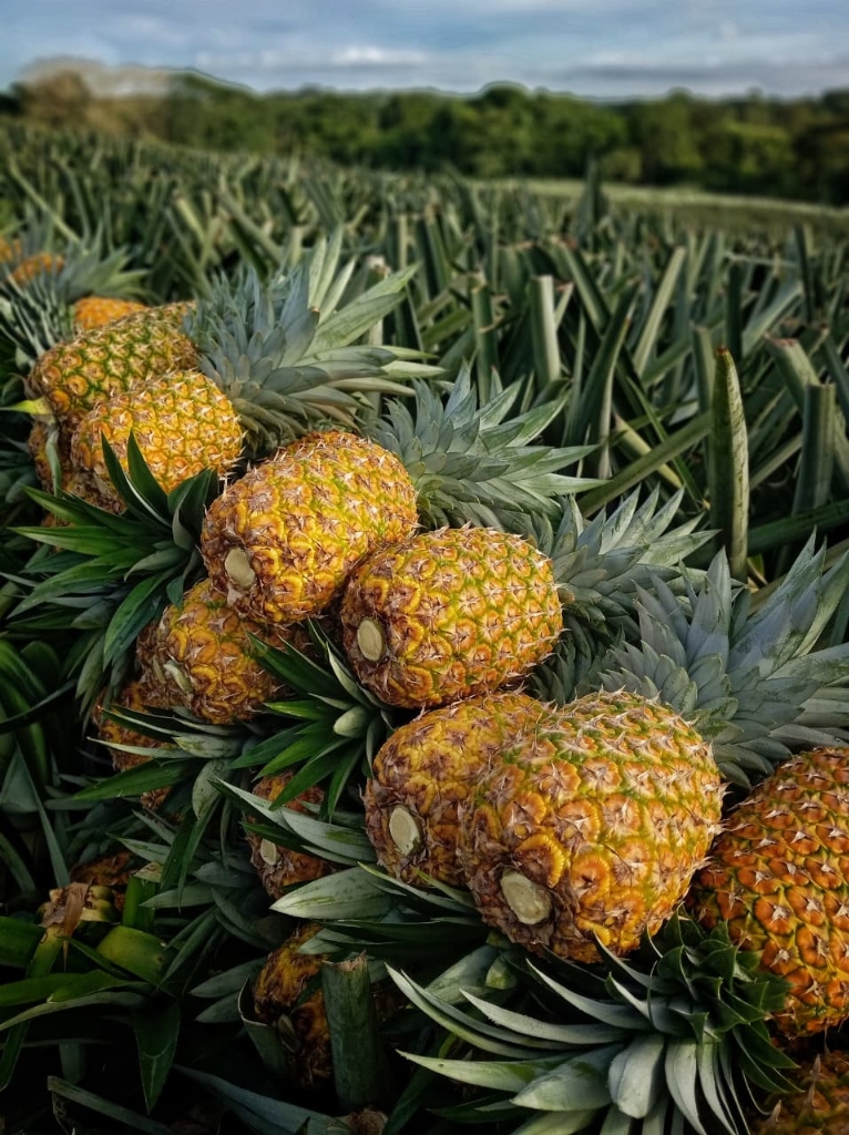 Cosecha de piña premium