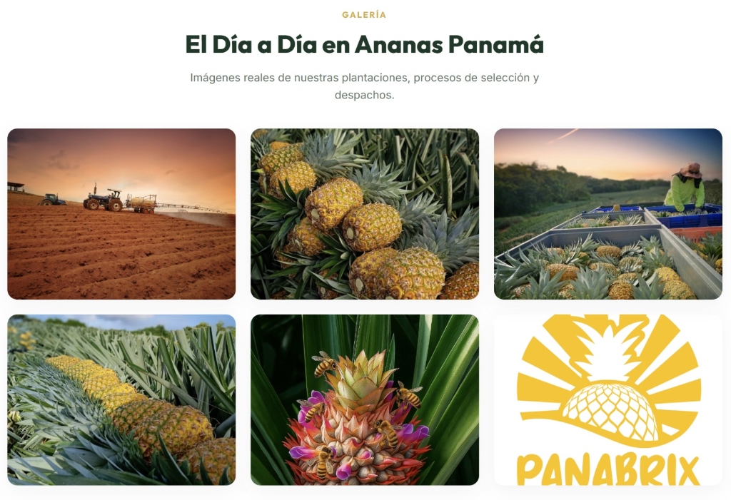 Palet de piñas listo para carga aérea
