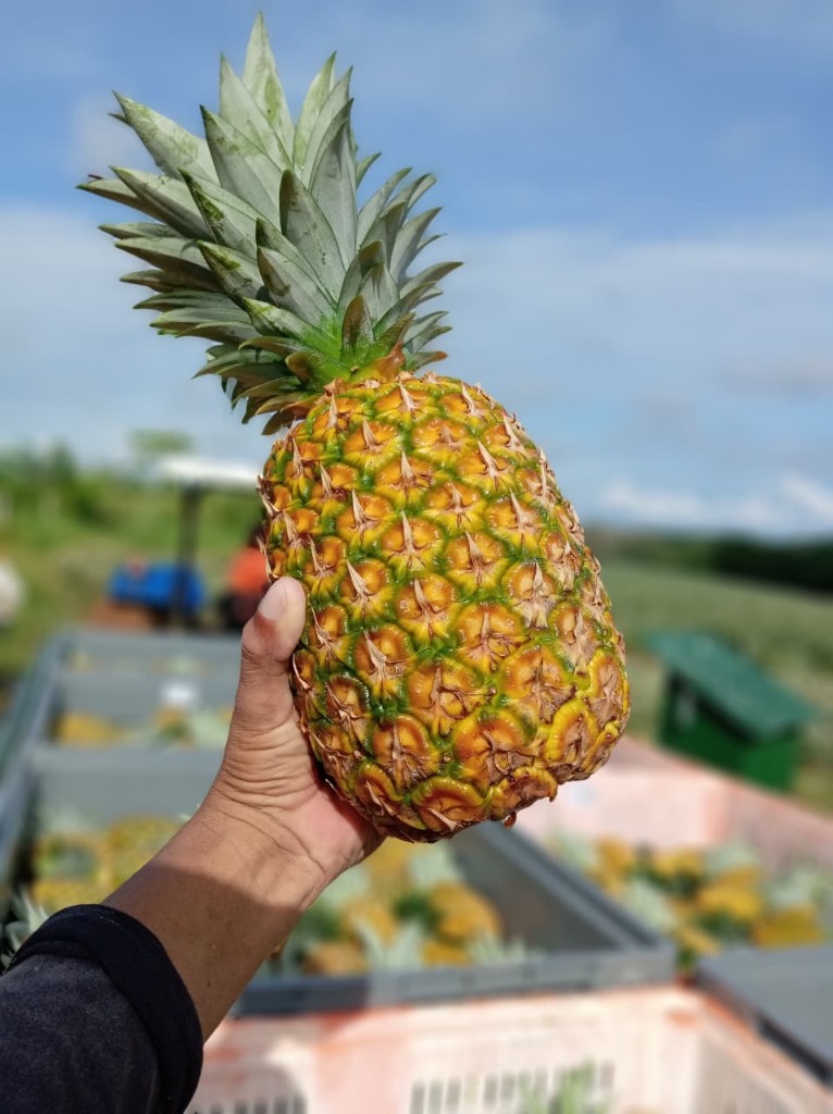 Piña Panabrix en mano