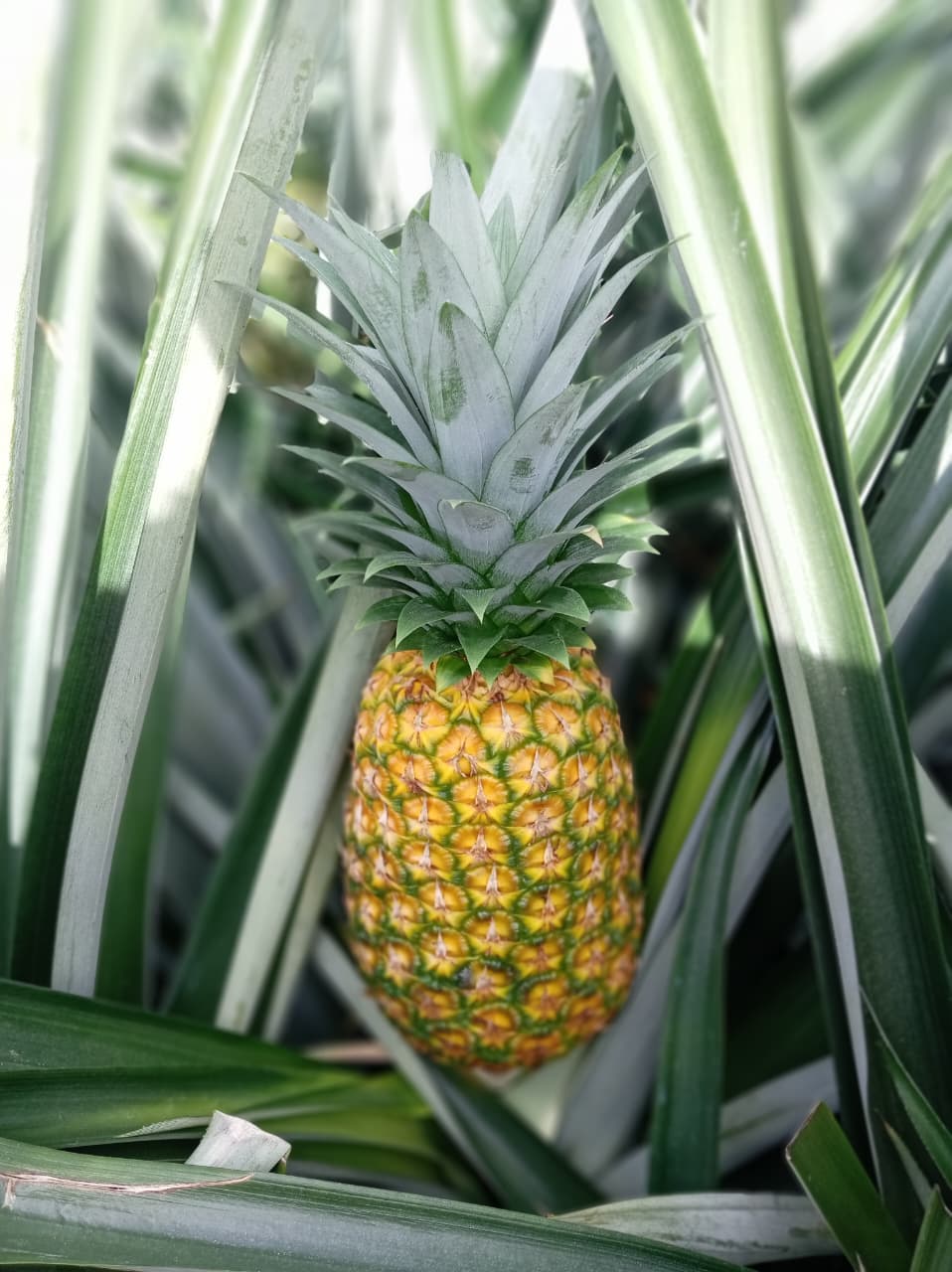 Piña Panabrix