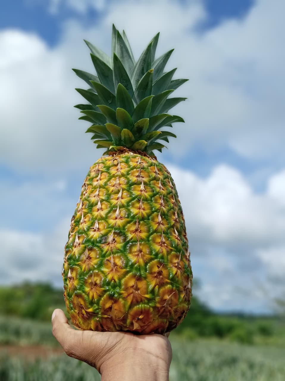 Piña Panabrix Ficha Técnica