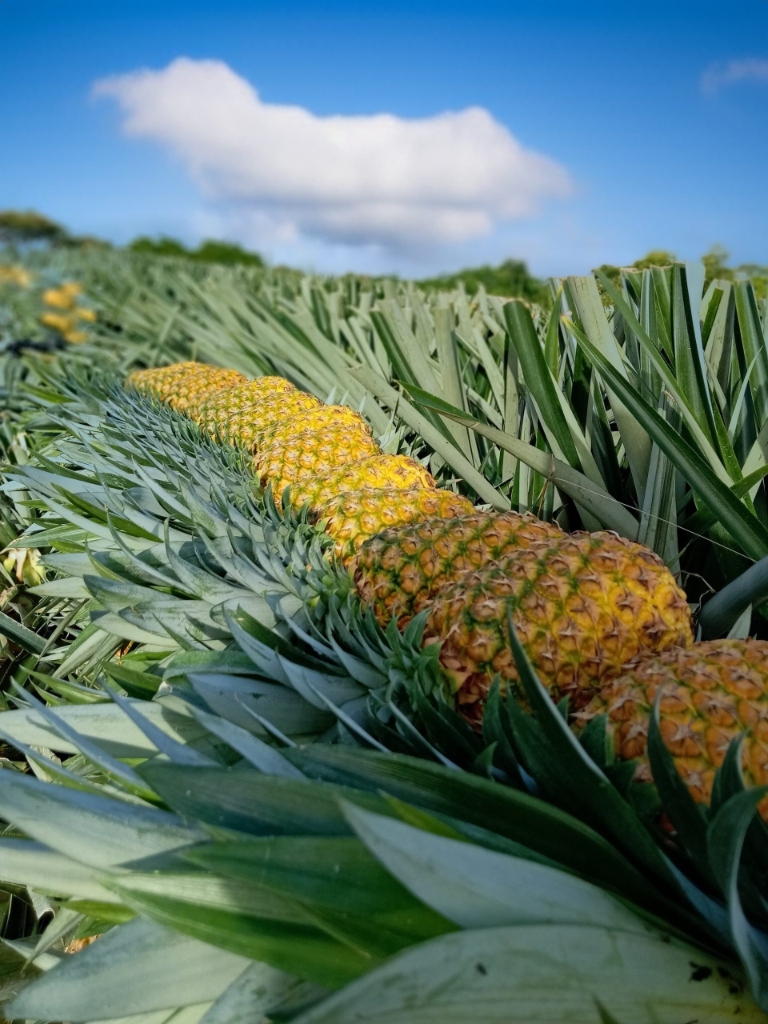 Siembra de piña MD-2