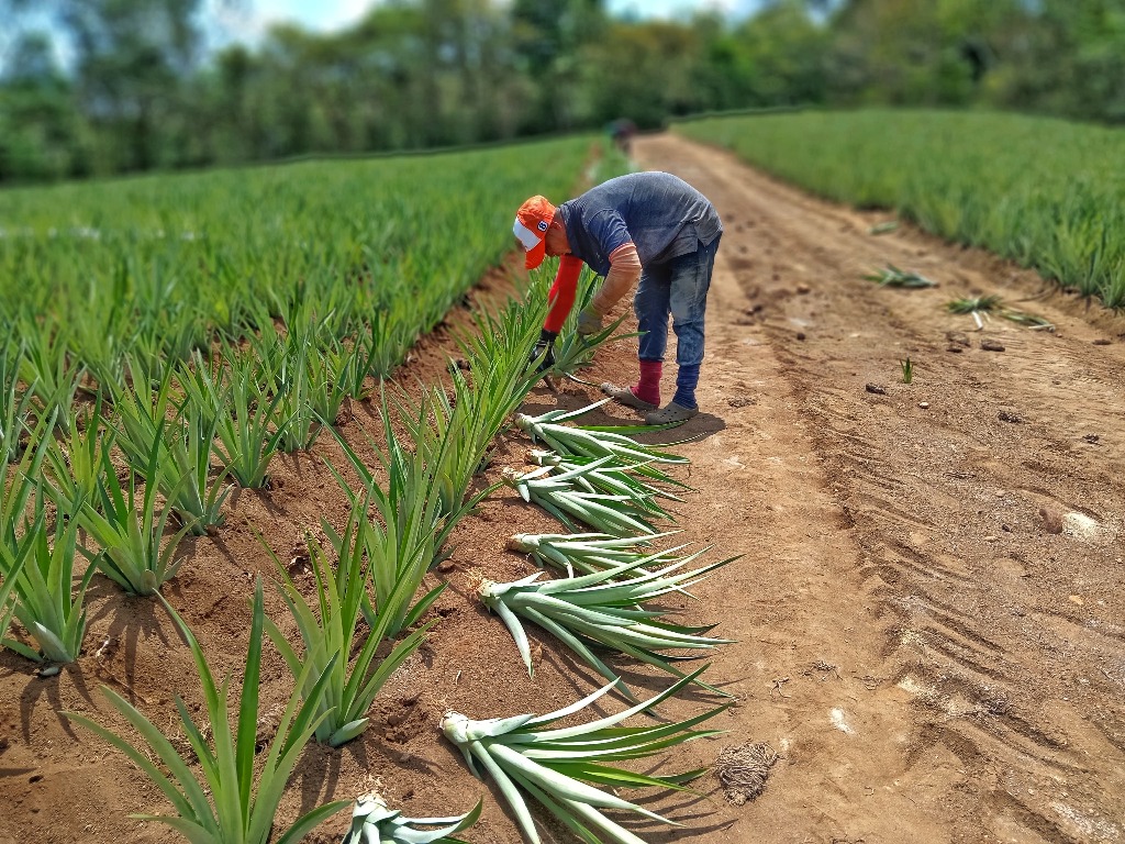 Siembra de piña