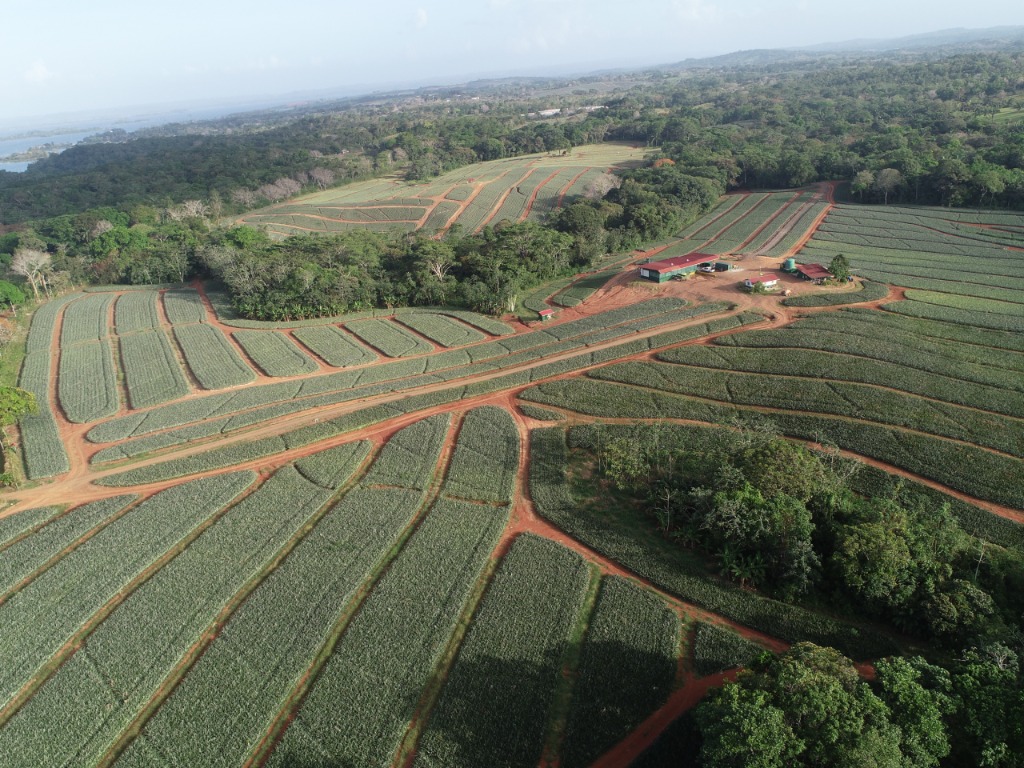 Vista aérea de plantación